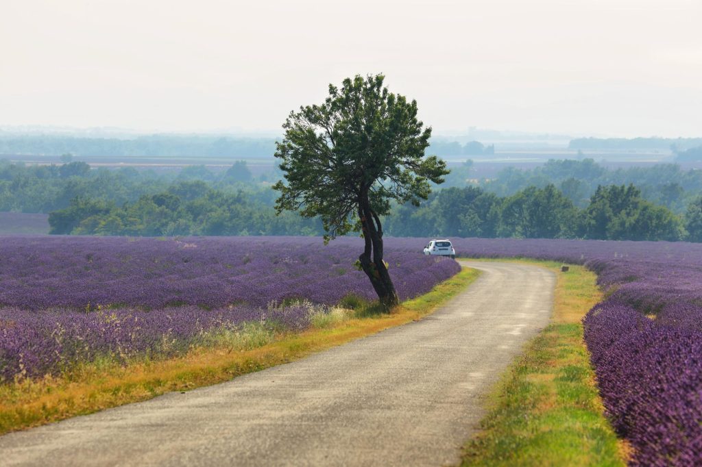A scenic view of a lavender field in Saint Jurs, Provence, France, featuring a winding road and a solitary tree, with a car in the distance.