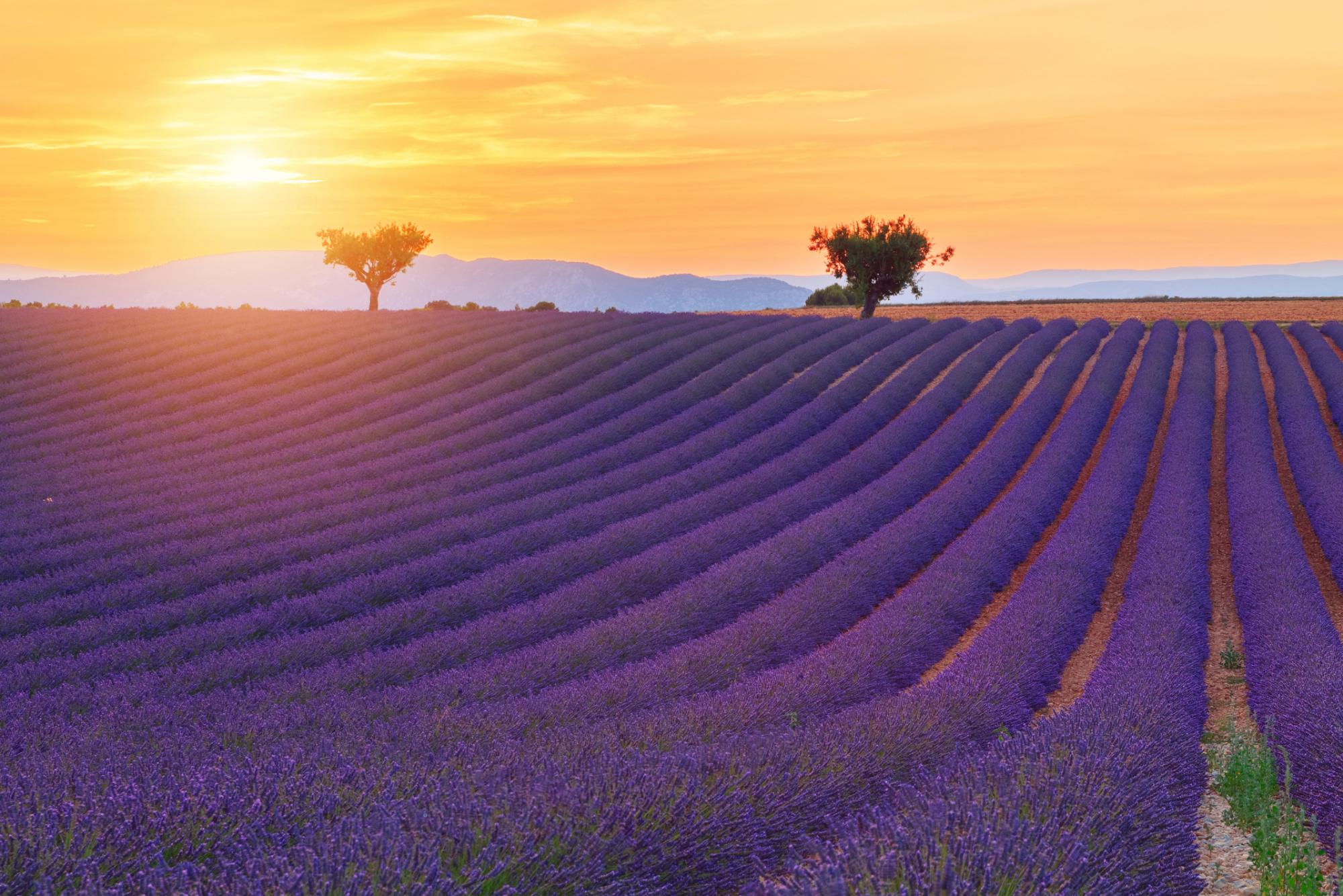 A picturesque view of lavender fields stretching across the landscape at sunset, with vibrant purple flowers and a golden sky.