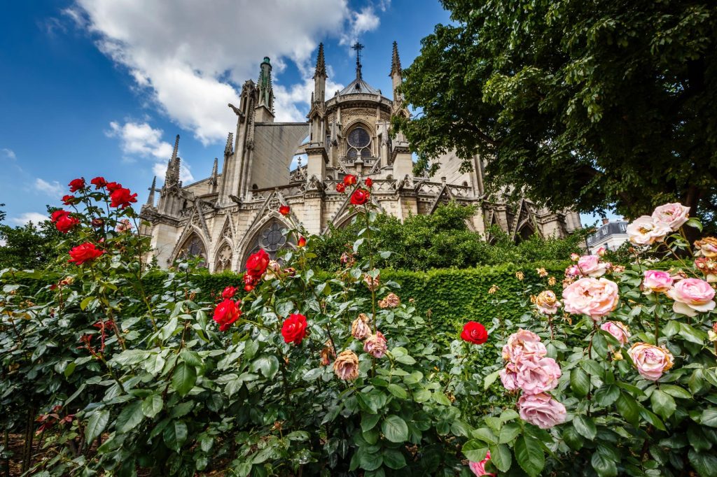 View of the Notre Dame Cathedral in Paris surrounded by red and white roses in full bloom against a blue sky.