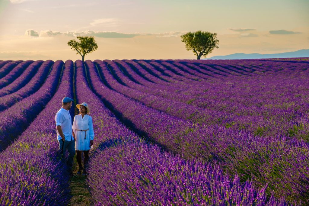 A couple walking through rows of vibrant lavender flowers in the Valensole field during sunset, with trees in the background.