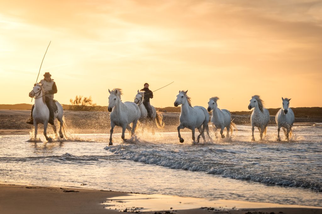 Camargue, France : White horses and two guardians are walking in the water all over in the swamp in Camargue, France
