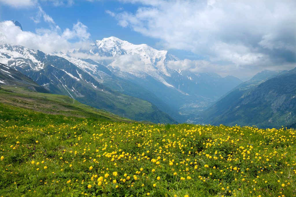 Field of yellow flowers in french alps at Chamonix valley