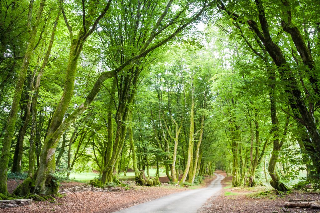 Morvan Regional Natural Parc Forest with Green Moss and Trees