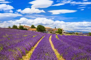 Feelds of blooming lavander, Valensole, Provence, France