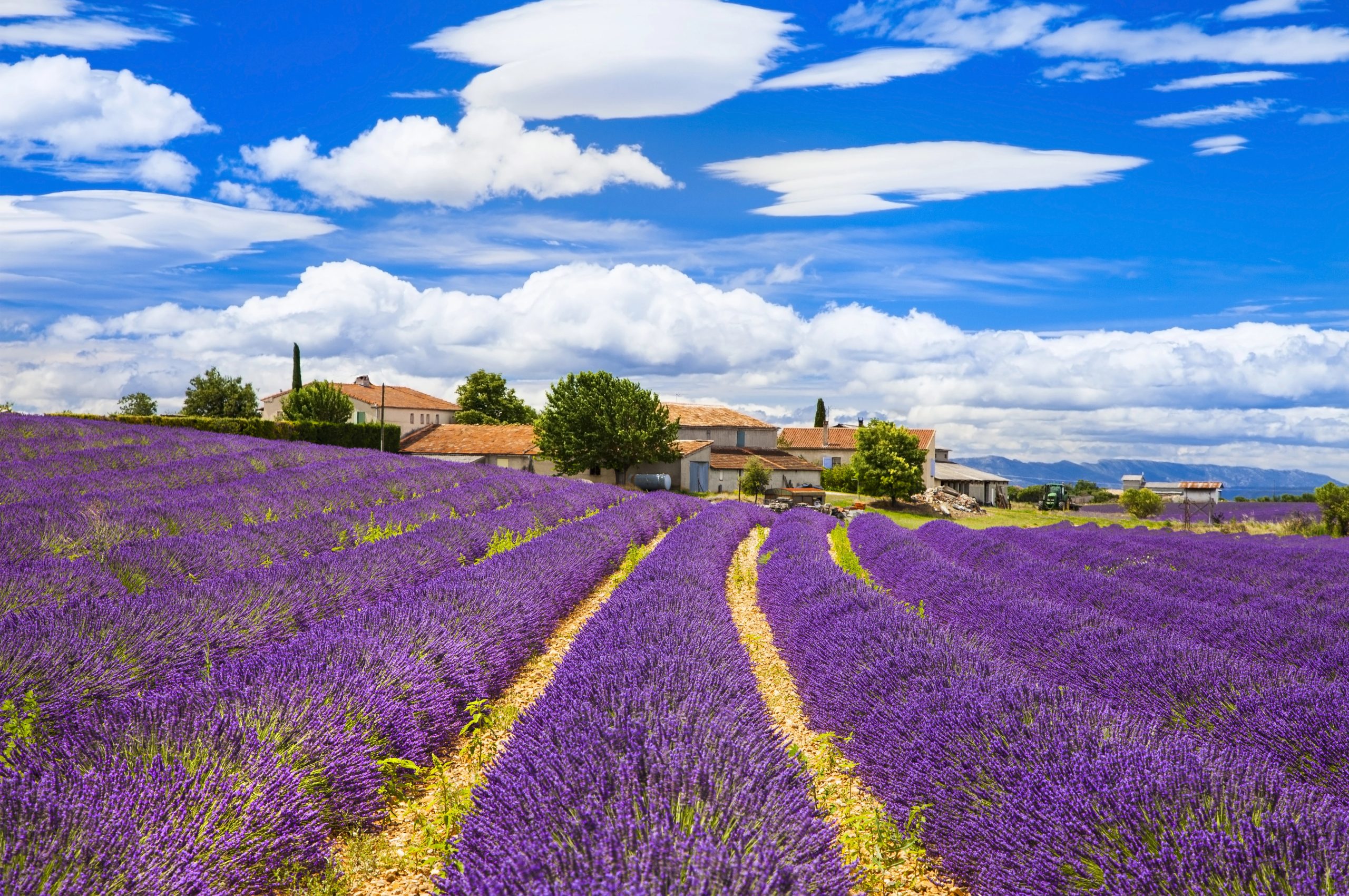 Feelds of blooming lavander, Valensole, Provence, France
