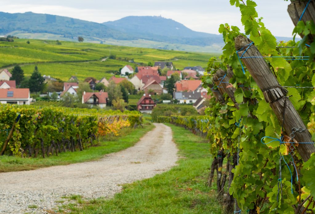 The rural footpath along a vineyard conducting to the Zellenberg (La Route des Vins dAlsace) 