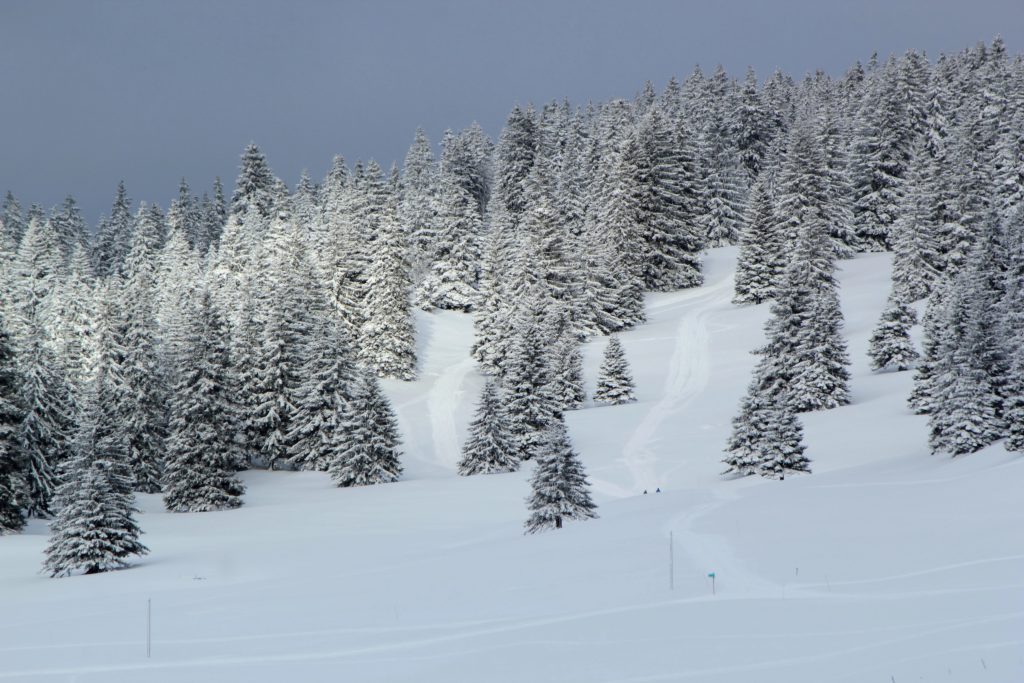 Fir trees in winter, Jura mountain, Switzerland